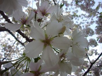 桜だ＠駿河平自然公園