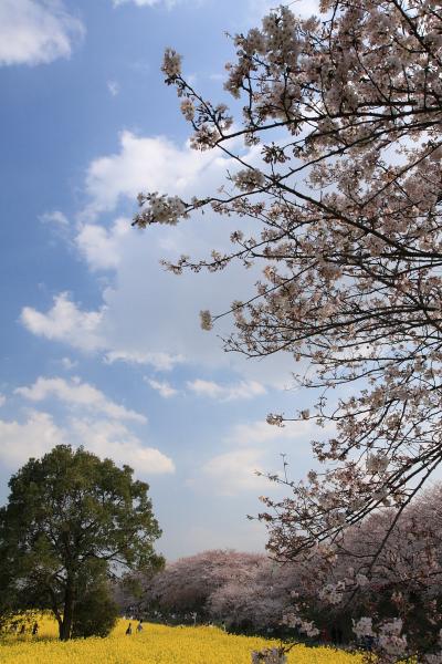 幸手権現堂堤2009～桜満開♪