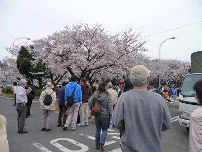 日米親善よこすかスプリングフェスタ 2009 桜祭り