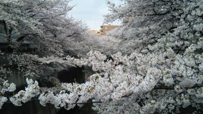 フォーシーズンズ椿山荘でお花見！