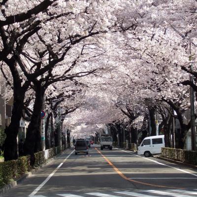 桜のトンネル：武蔵野市役所前
