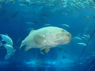 2008～09年末年始沖縄ステイ