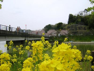 桜・サクラ♪　佐久間ダムでお花見