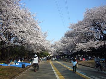 桜だ＠駒沢オリンピック公園