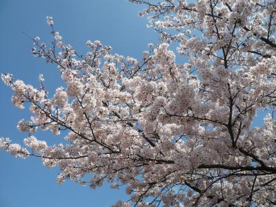 続・さくら、桜♪「桜満開！」