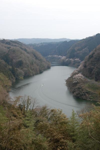 月ヶ瀬の桜