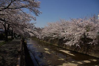 恩田川の桜見物　（2009年）