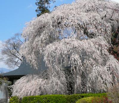 ☆山梨県・塩山・慈雲寺の桜と周辺の桃の花