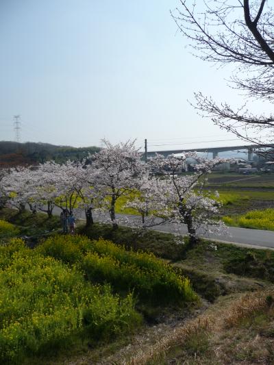 2009年桜だより◆観音寺の桜と菜の花（京都府京田辺市）