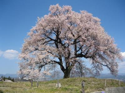 ★今話題のわに塚の桜の古木～桜１０選★