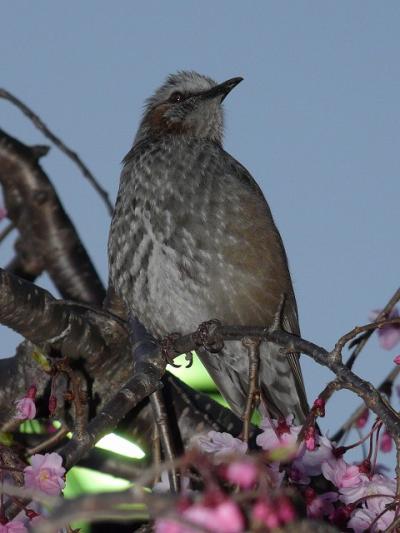 満開の桜を求めて錦糸町辺り