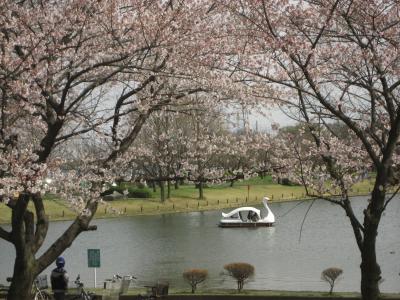 2009年度のお花見は？（5）メタセコイアのある水上公園の桜