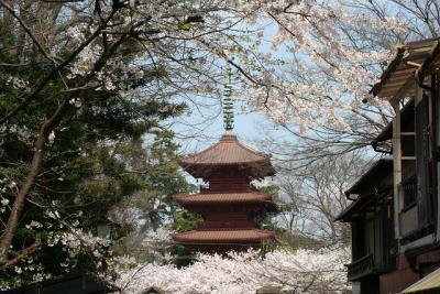 【小さな旅】想い出の小さな旅…臨時版/ 中山法華経寺の桜