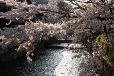 京都さくら日和