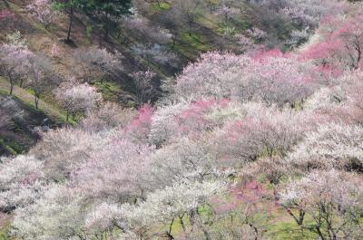 奥多摩に梅の里を訪ねる　～吉野梅郷～