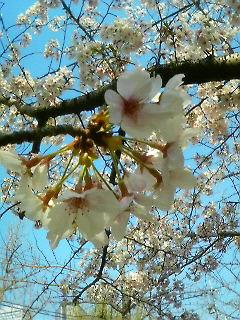 大阪城公園にて、桜を愛でる。