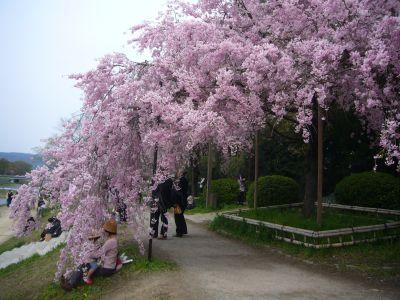 京都の桜2009?　御所　相国寺