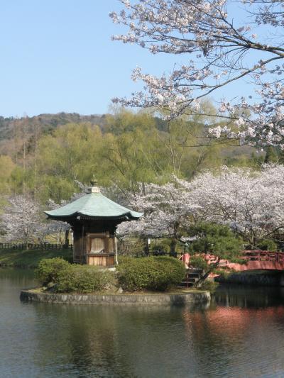 定光寺公園（愛知県瀬戸市）の桜