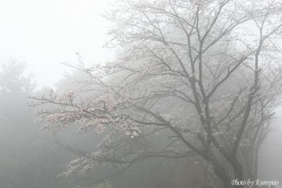霧の紀伊高原、桜が佇む。橋本口から高野山へ。　/和歌山県伊都郡高野町
