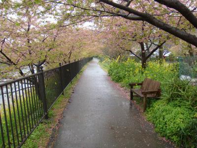 （作成中）【１泊２日】河津桜を愛でる春の河津旅with dog