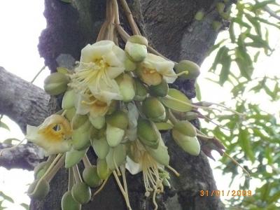 31土曜なんとあのドリアンの花を見る