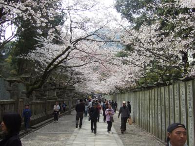 桜満開の金比羅山まいり