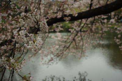 東京お花見観光--新宿御苑、山の丸公園、靖国神社--