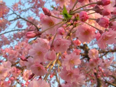 石神井川の桜