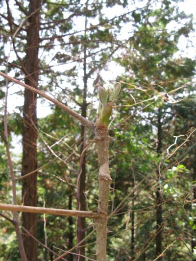 最盛期を迎える春の山菜と山の酒盛りなのだ