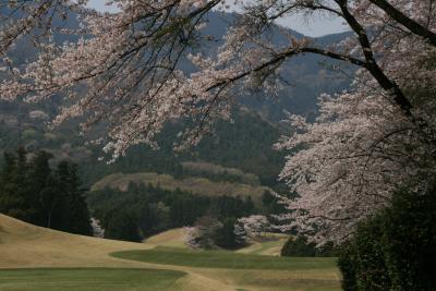 桜の季節　大厚木カントリークラブ　本コース