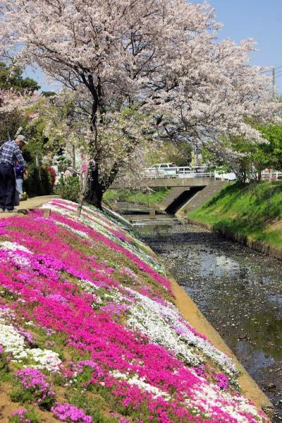 渋田川の芝桜