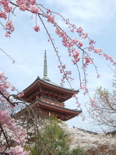 春爛漫の京都♪大悲閣千光寺を訪ねて。。