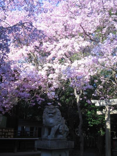 保久良神社の桜2009/4