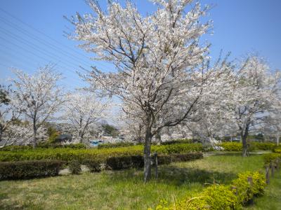 桜2009（代々木公園＆近所）