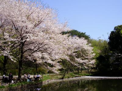 晴天☆品川～目黒川☆　桜と新緑の一日散策（＾＾）