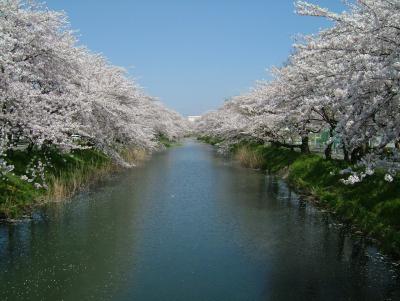 大口町の五条川の桜並木