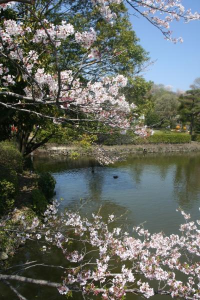 町田市薬師池公園へ桜見物
