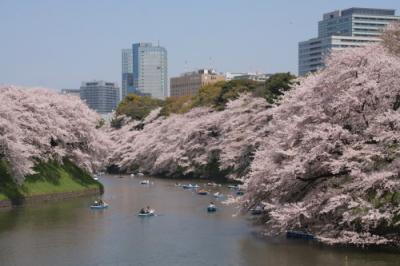 千鳥ヶ淵の桜