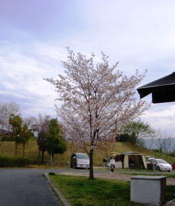 花見だ、キャンプだ。家族ｄｅ讃岐まんのう公園の春休み’０９　１日目