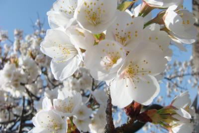 '09　春爛漫♪　東谷山(とうごくさん)と枝垂れ桜とサボテン