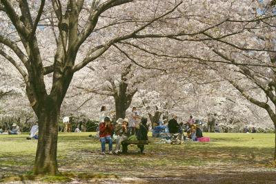 青葉の森公園 サクラ山は満開の花盛り!