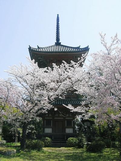 ２００９　京の桜巡り　?　【 打出と小槌の宝積寺 】