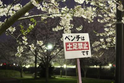 飛行機と成田空港と夜桜のコラボレーション　in成田さくらの山