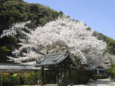 ２００９　京の桜巡り　?　【 桜吹雪舞う　山崎聖天 (観音寺) 】