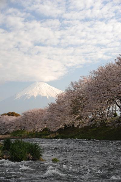 MTBでウロウロ…富士市内=桜を追って１=