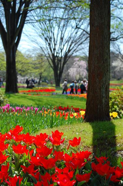 春の花、満開の昭和記念公園