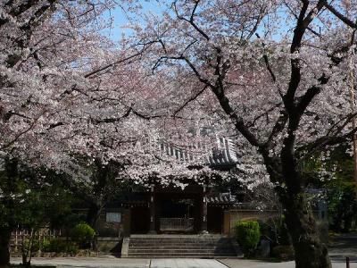 桜花繚乱・法明寺