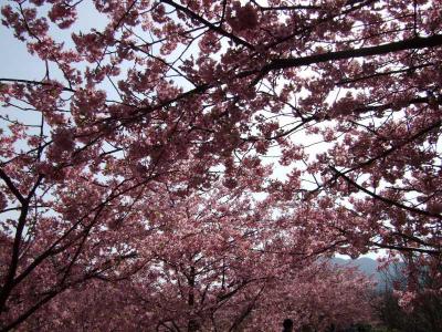 河津桜散策