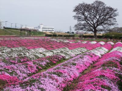 ★ワン！と一緒に★　湘南平塚　花巡り