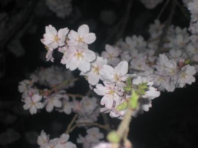 榴ヶ岡公園の夜桜&amp;2日連続のKスタ観戦記